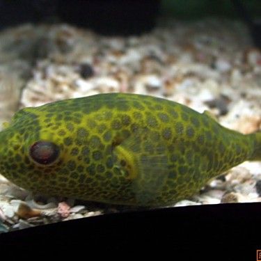 東非豹紋龍魚