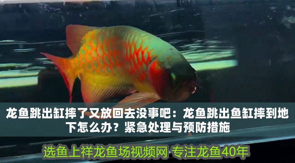 龍魚跳出缸摔了又放回去沒事吧：龍魚跳出魚缸摔到地下怎么辦？緊急處理與預防措施