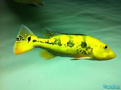 龍魚追著巴西亞揍（龍魚為什么會追著巴西亞揍？）