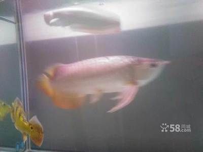 龍魚追著巴西亞揍（龍魚為什么會追著巴西亞揍？）