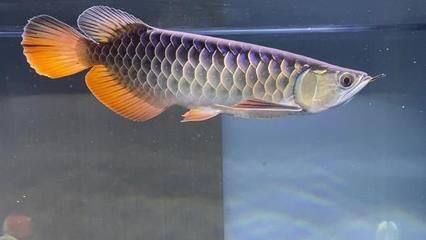金龍魚每月檢疫幾次【開平海關(guān)對金龍魚實(shí)施14天的隔離檢疫隔離檢疫要求】 金龍魚每月檢疫幾次【開平海關(guān)對金龍魚實(shí)施14天的隔離檢疫隔離檢疫要求】 龍魚百科 第1張