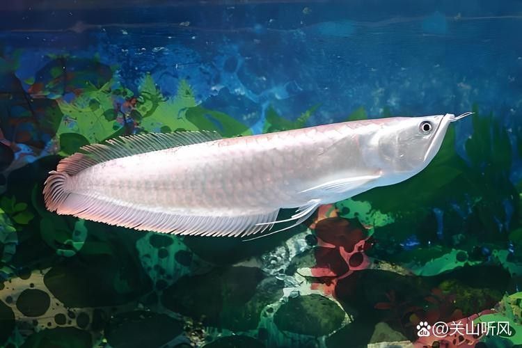 銀龍魚圖片高清