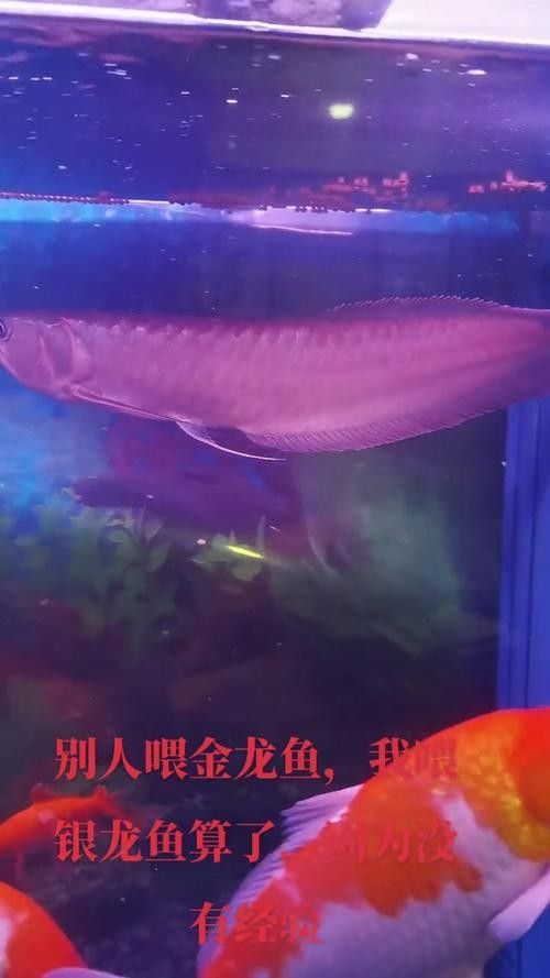 銀龍魚圖片高清