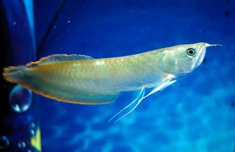 銀龍魚圖片高清