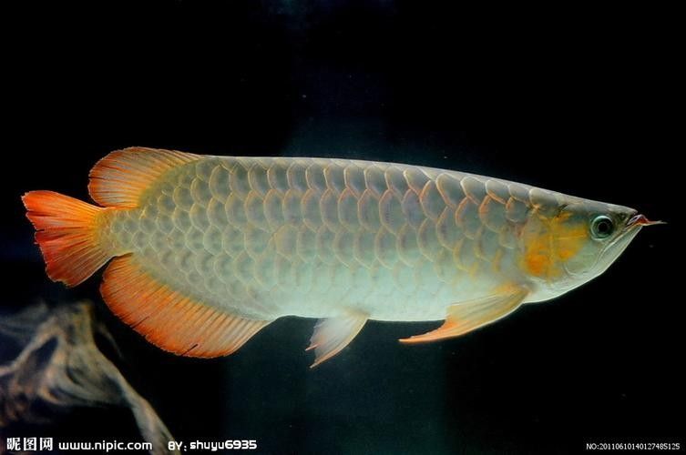 銀龍魚圖片高清