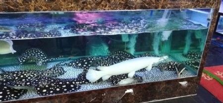 銀龍魚圖片高清