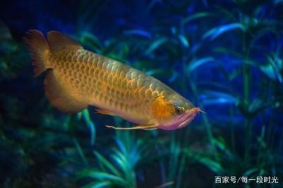 龍魚溫度多少度：龍魚水溫過高怎么辦