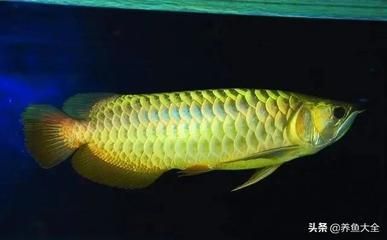 龍魚產卵后的孵化技巧：龍魚產卵后孵化技巧 龍魚產卵后的孵化技巧：龍魚產卵后孵化技巧 龍魚百科 第1張