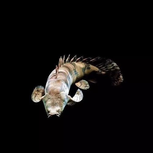 恐龍魚圖片