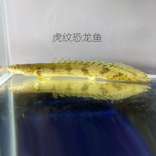 恐龍魚圖片