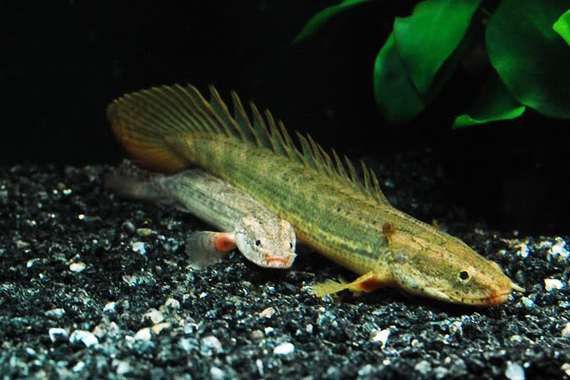 恐龍魚圖片