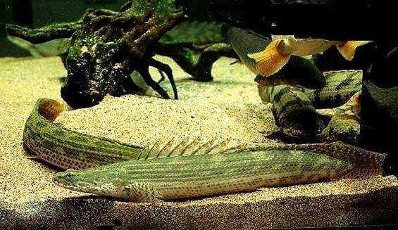 恐龍魚圖片