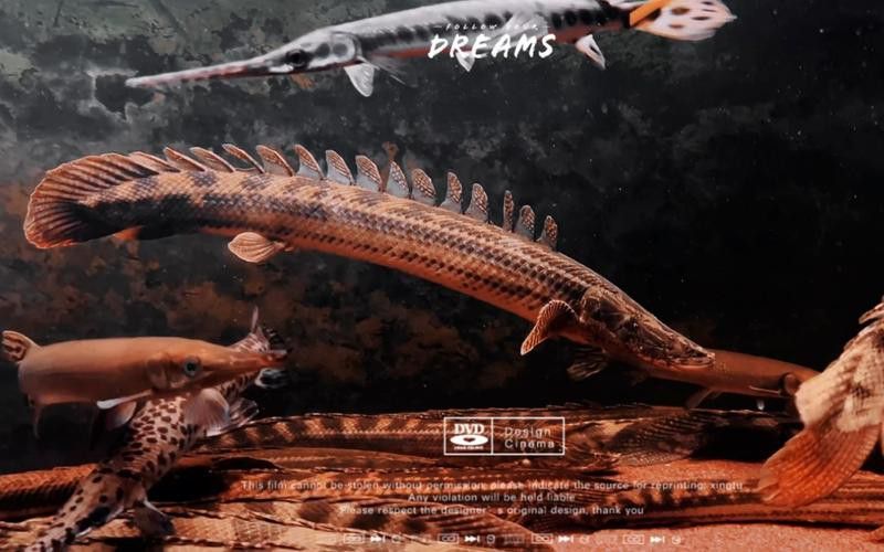 恐龍魚圖片
