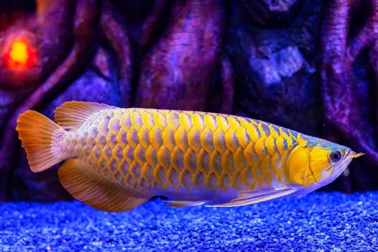 提供幾張金龍魚高清圖片