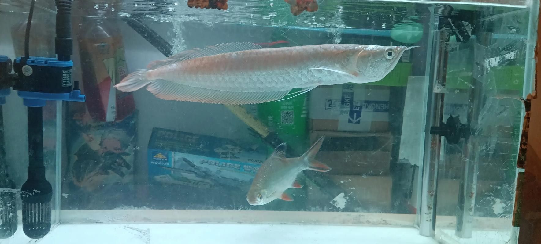 銀龍魚嘴上的須子斷了還能長出嗎圖片