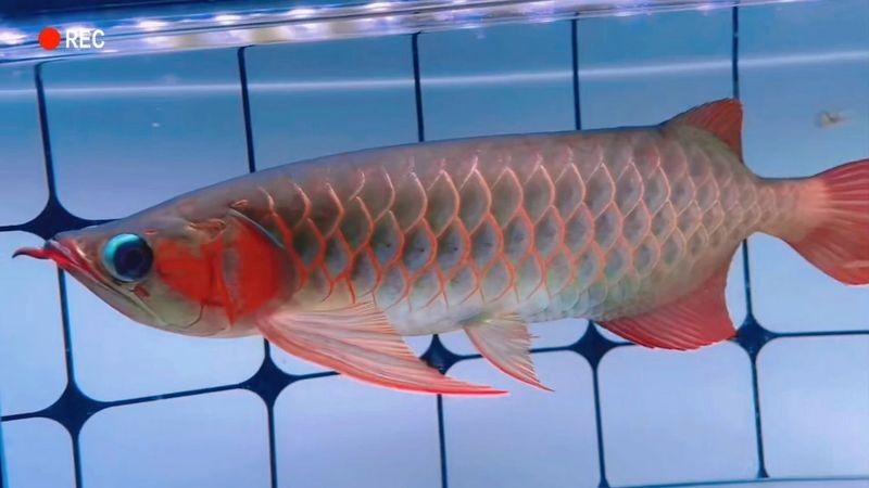 銀龍魚嘴上的須子斷了還能長出嗎圖片