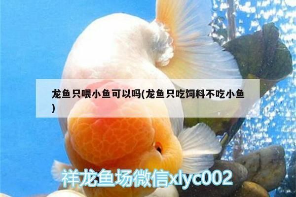 龍魚喂小魚死的還是活的(喂養龍魚時,應避免喂食小魚死的小魚還是活的小魚死的) 龍魚百科 第5張 龍魚喂小魚死的還是活的(喂養龍魚時,應避免喂食小魚死的小魚還是活的小魚死的) 龍魚喂小魚死的還是活的(喂養龍魚時,應避免喂食小魚死的小魚還是活的小魚死的) 龍魚百科 第5張