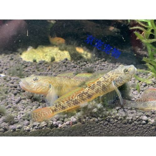 雷龍魚可以和蝦虎混養嗎圖片