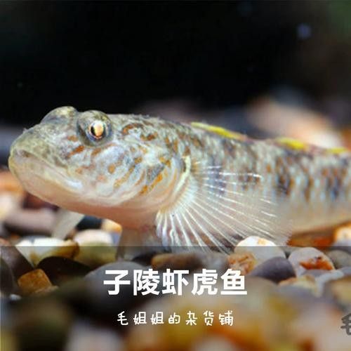 雷龍魚可以和蝦虎混養嗎圖片