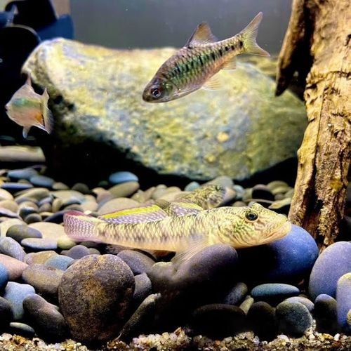 雷龍魚可以和蝦虎混養嗎圖片