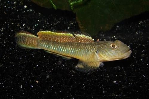 雷龍魚可以和蝦虎混養嗎圖片