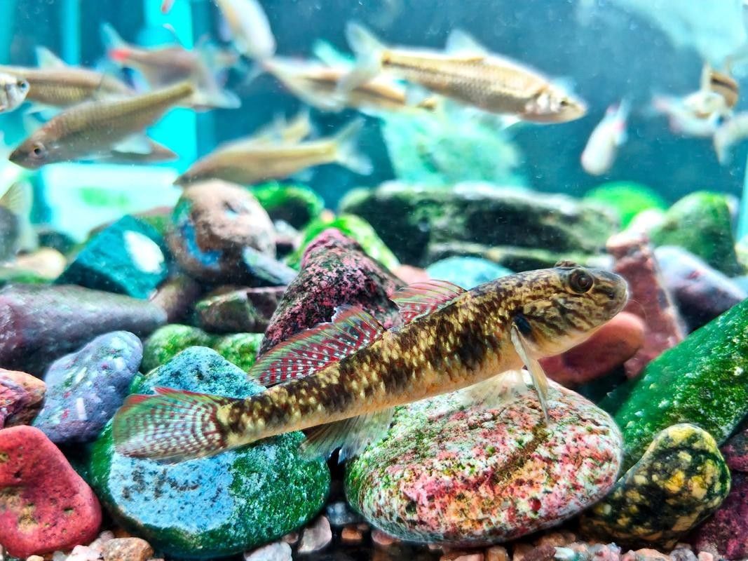 雷龍魚可以和蝦虎混養嗎圖片