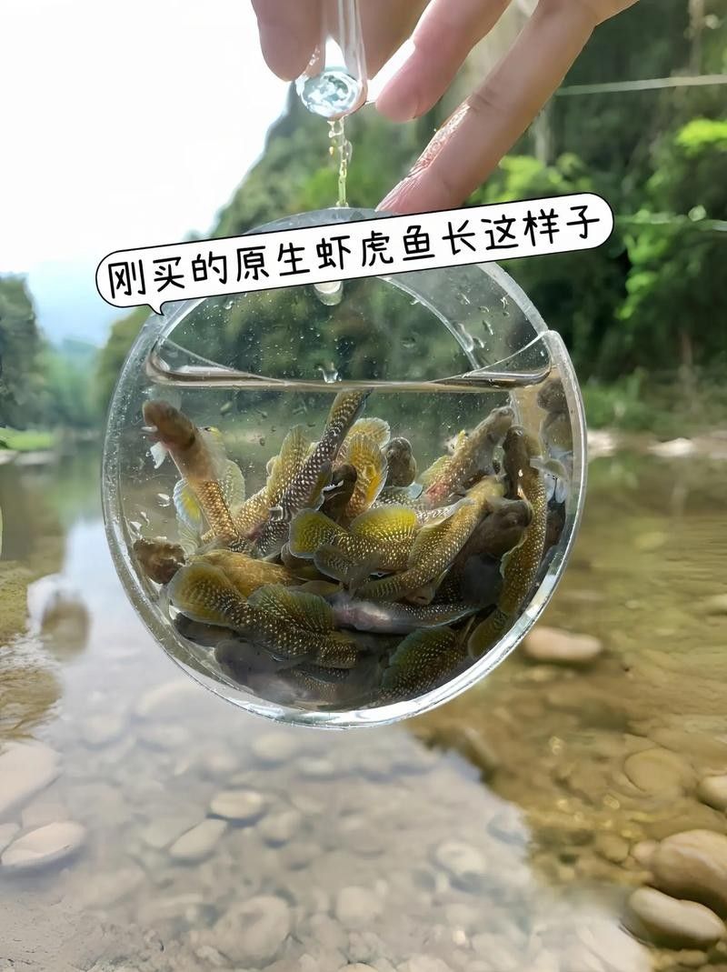 雷龍魚可以和蝦虎混養嗎圖片
