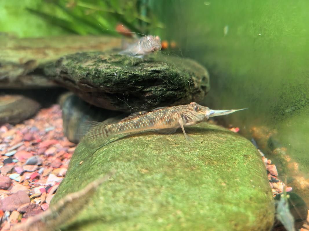雷龍魚可以和蝦虎混養嗎圖片
