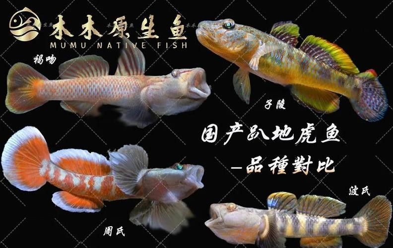 雷龍魚可以和蝦虎混養嗎圖片