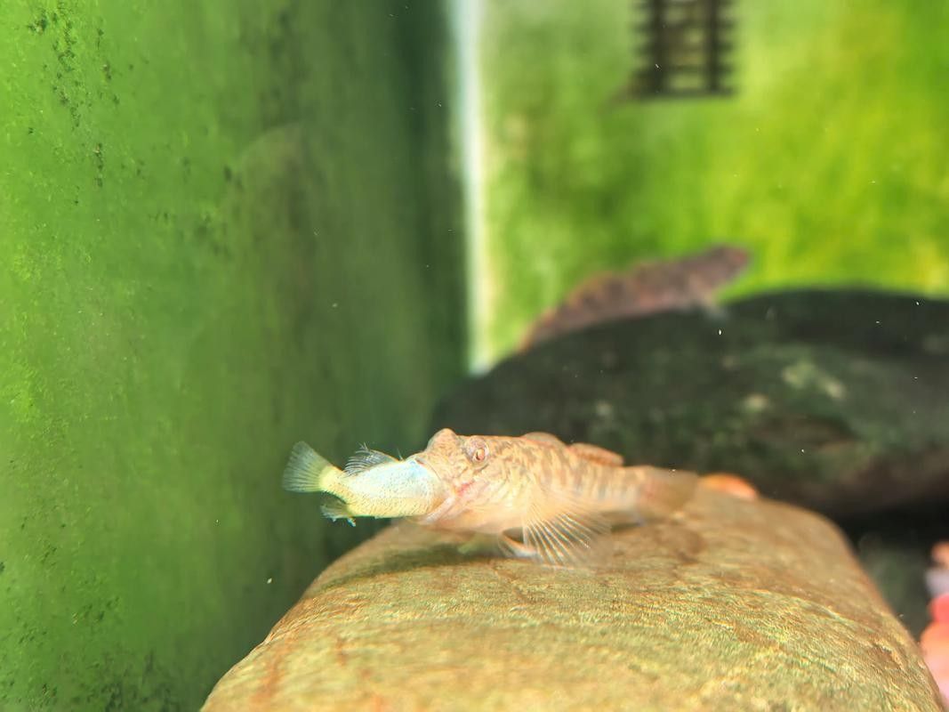 雷龍魚可以和蝦虎混養嗎圖片