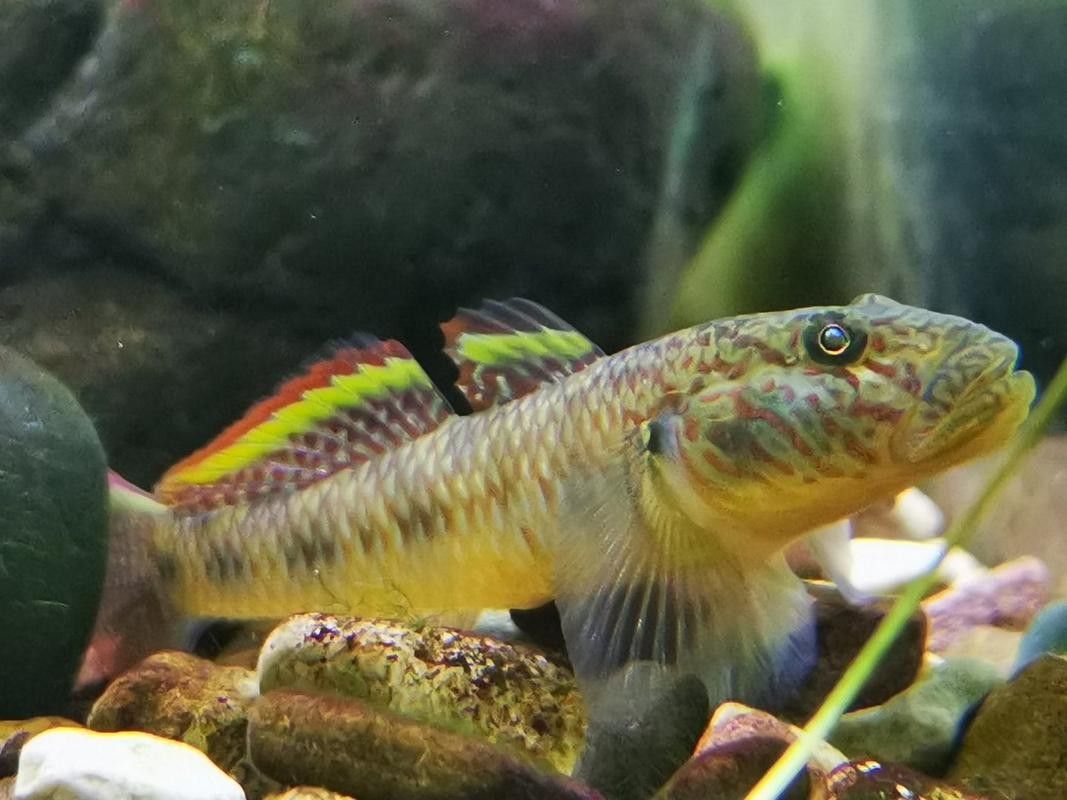 雷龍魚可以和蝦虎混養嗎圖片