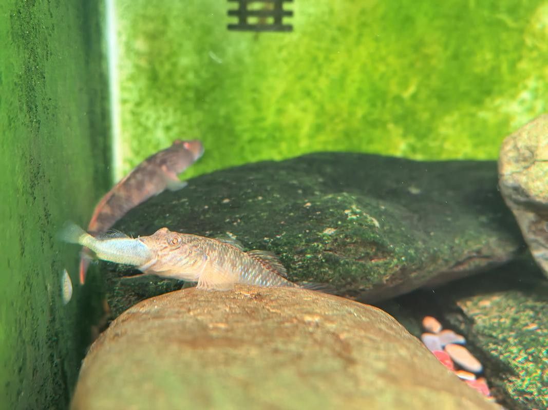 雷龍魚可以和蝦虎混養嗎圖片