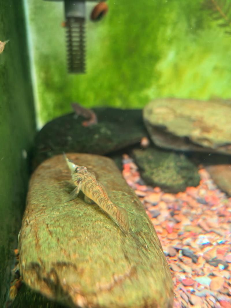 雷龍魚可以和蝦虎混養嗎圖片