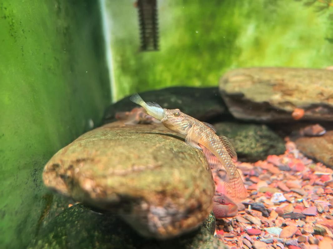 雷龍魚可以和蝦虎混養嗎圖片