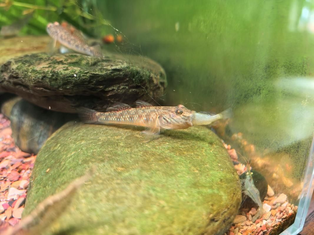 雷龍魚可以和蝦虎混養嗎圖片