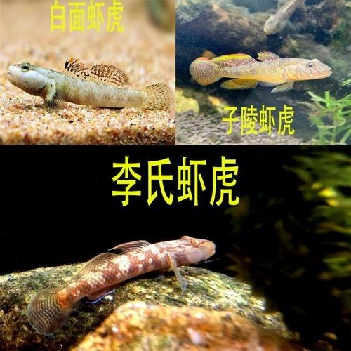 雷龍魚可以和蝦虎混養嗎圖片