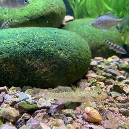 雷龍魚可以和蝦虎混養嗎圖片