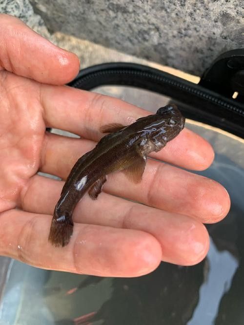 雷龍魚可以和蝦虎混養嗎圖片