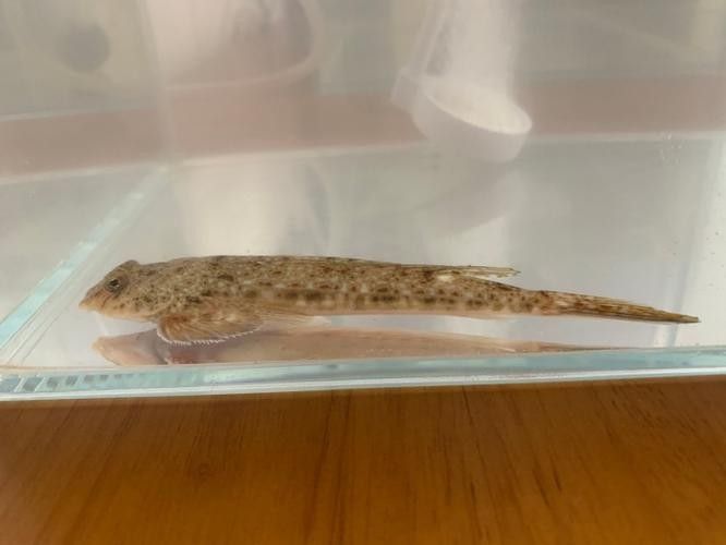 雷龍魚可以和蝦虎混養嗎圖片