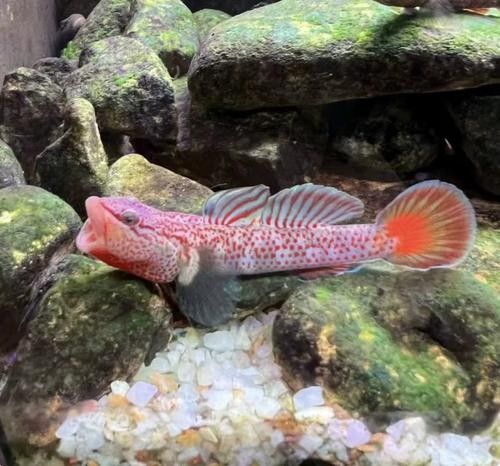 雷龍魚可以和蝦虎混養嗎圖片