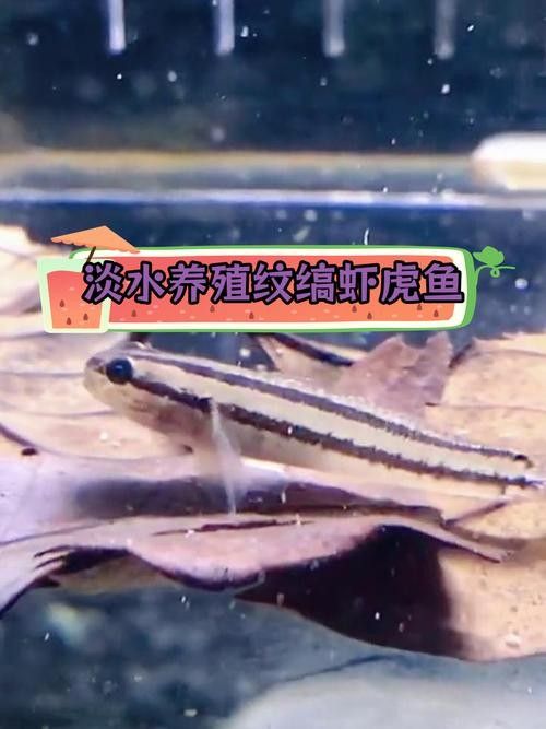 雷龍魚可以和蝦虎混養嗎圖片