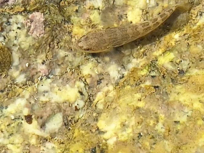 雷龍魚可以和蝦虎混養嗎圖片
