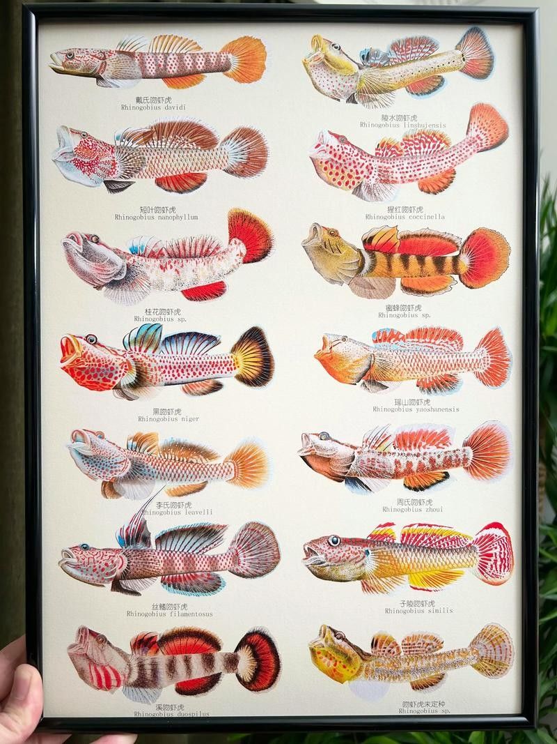 雷龍魚可以和蝦虎混養嗎圖片