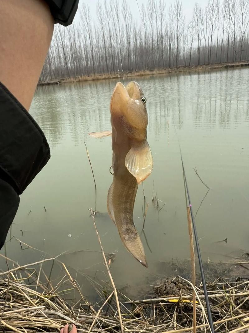雷龍魚可以和蝦虎混養嗎圖片