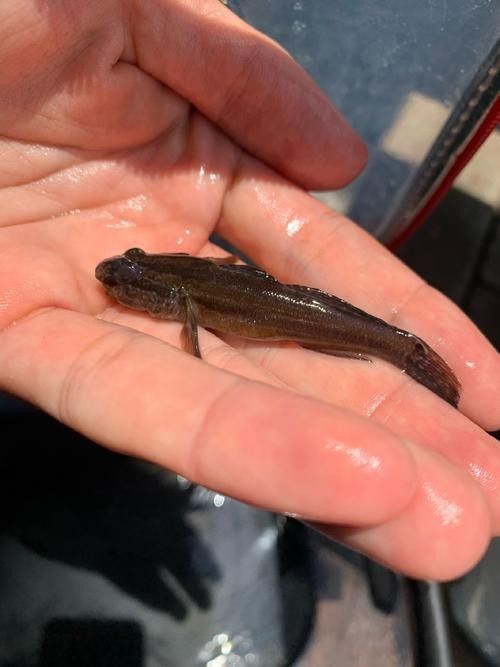 雷龍魚可以和蝦虎混養嗎圖片