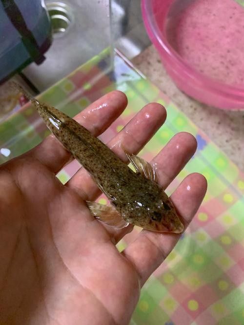 雷龍魚可以和蝦虎混養嗎圖片