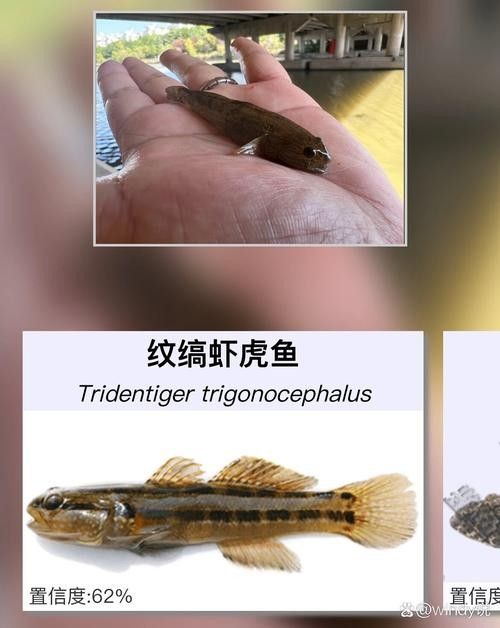 雷龍魚可以和蝦虎混養嗎圖片