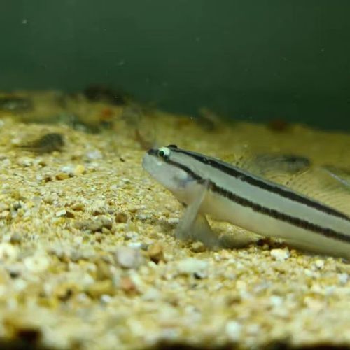 雷龍魚可以和蝦虎混養嗎圖片