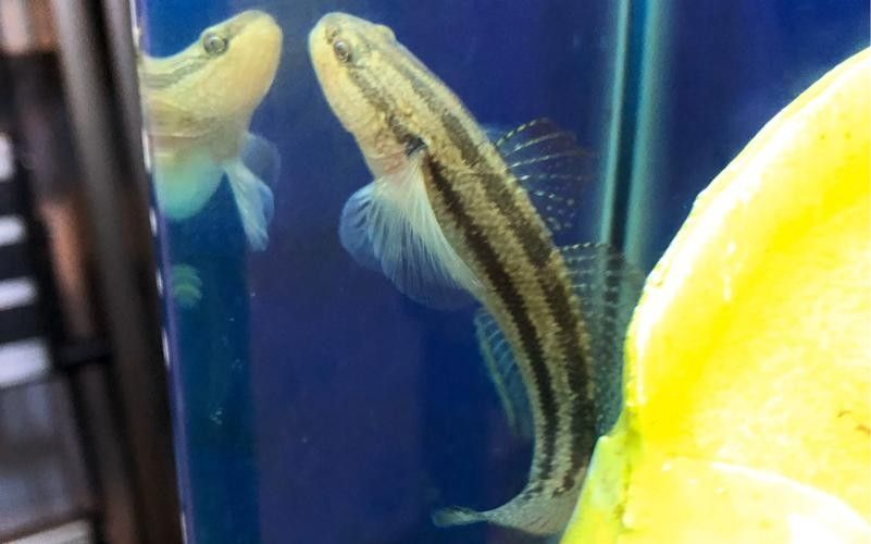雷龍魚可以和蝦虎混養嗎圖片