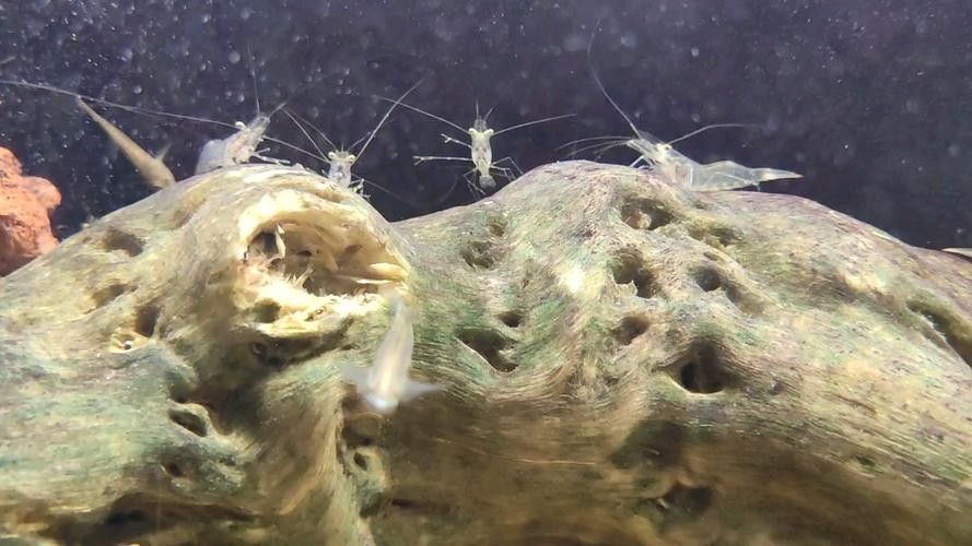 雷龍魚可以和蝦虎混養嗎圖片